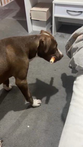 Bully Cross