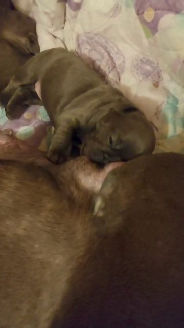 Franch buldog