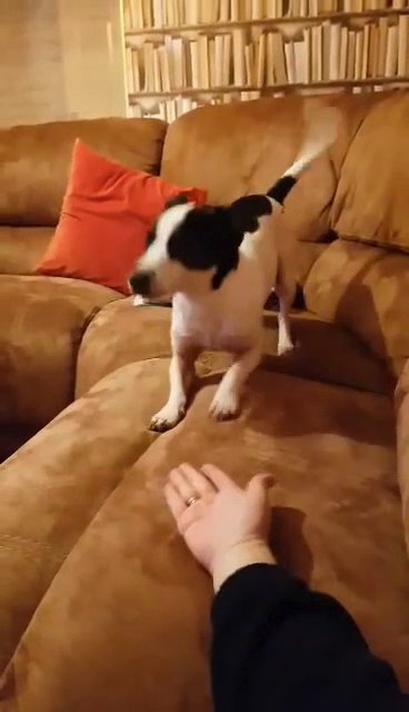 Russel terrier for stud!