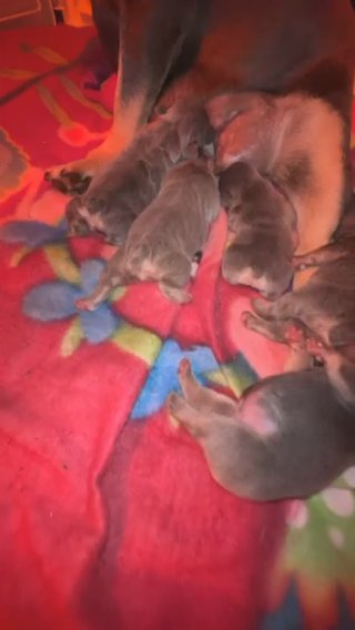French Bulldogs