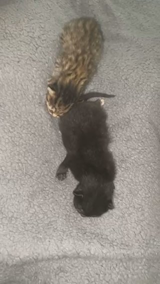 Kittens