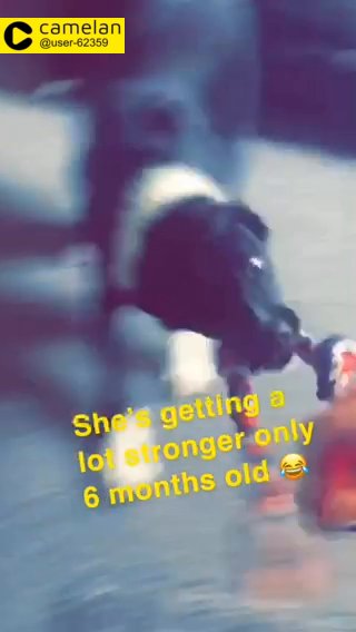 Small dog/puppy wanted £1000 max