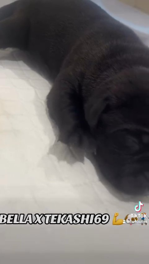 Cane Corso - Merle and Solid ? ?