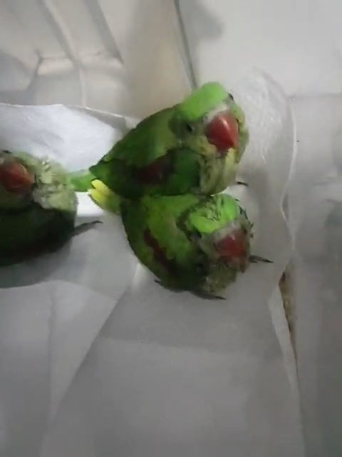 Alexander parrot baby