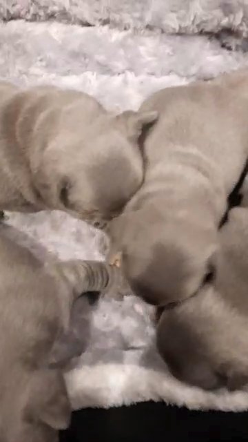4 x isabella french bulldogs
