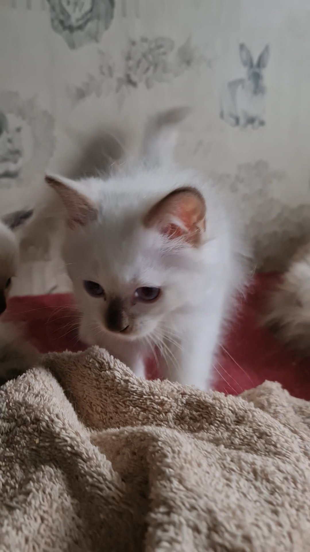 HCM & PKD clear Registered Ragdolls kittens