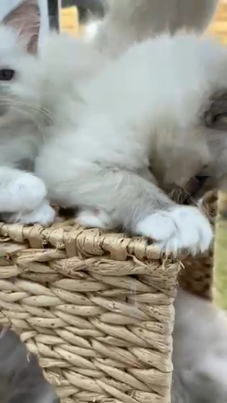 GCCF Ragdoll Kittens Blues And Lilacs