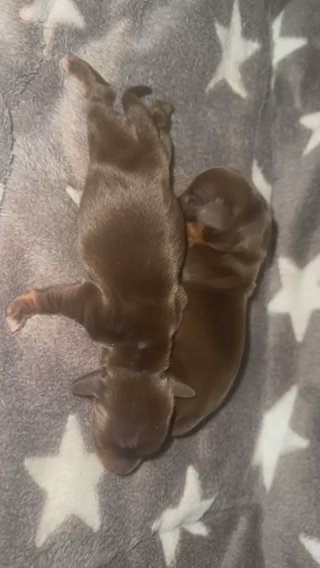 KC REG PRA CLEAR MINIATURE DACHSHUND PUPPIES