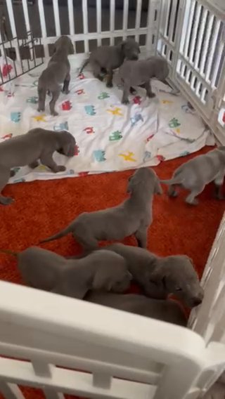 Great Dane Puppies