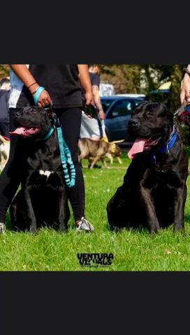 Presa Canario Puppies