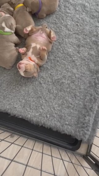 Exotic Micro Bullies