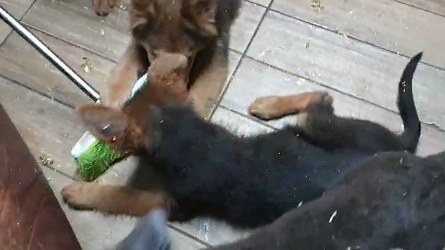 BLUE GERMAN SHEPHERD PUPS