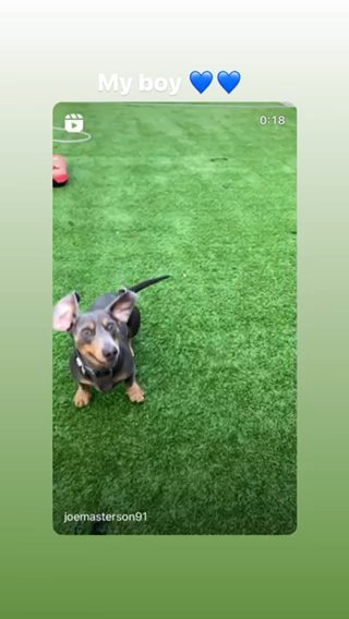 Stunning Blue And Tan STUD ?? Health Tested And Kc Reg