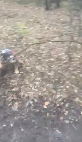 Stud English Bulldog
