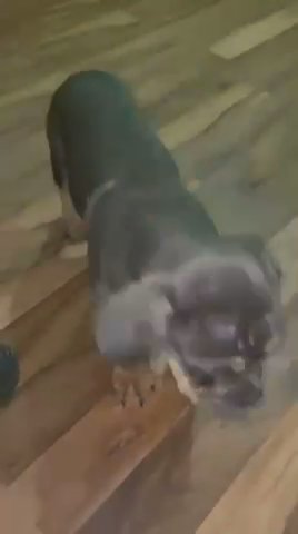 British Bulldog (Titus)