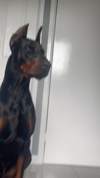 Dobermann Pups Available!