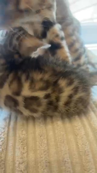 Pre-order Bengal TICA kittens available