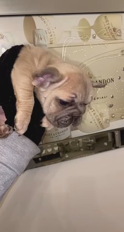 Female Fluffy Testable/Isabella Carrier Big Rope