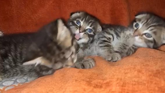 Scottish Fold Scottish Straight