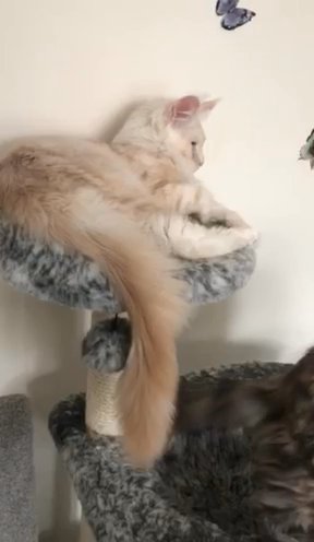 Stunning Maine Coon kitten TICA registered