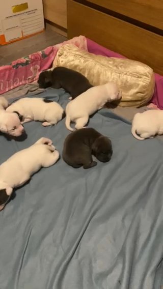White staffies
