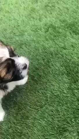 Beautiful Havanese