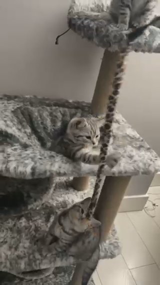 British Short Hair Silver Tabby Championlines Kittens