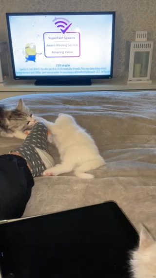 Adorable kittens, playful and affectionate