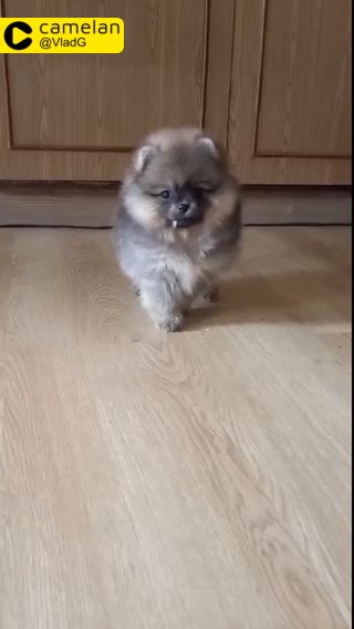 Pomeranian puppies FCI