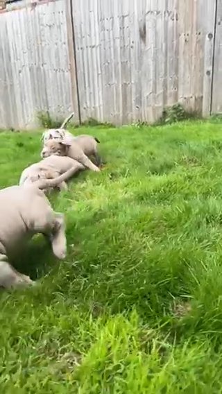 American Pocket Bully