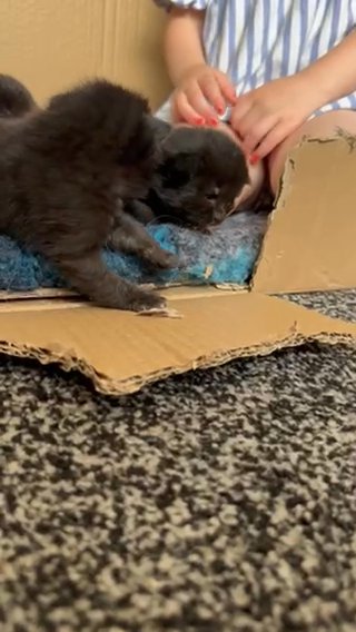 Ragdoll X Kittens