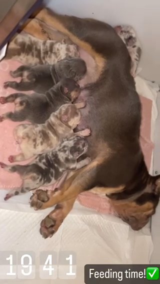 French Bulldogs Puppys For Sale!
