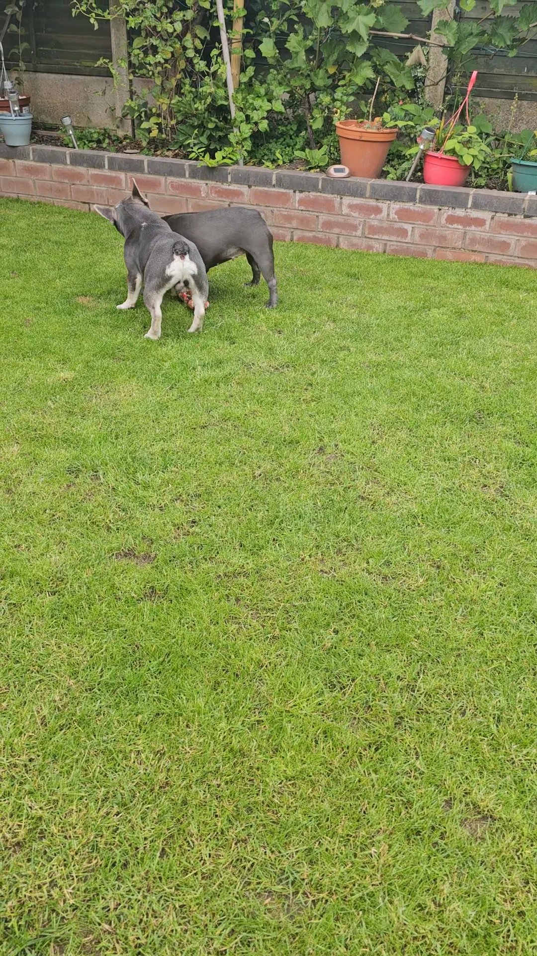 Frenchies