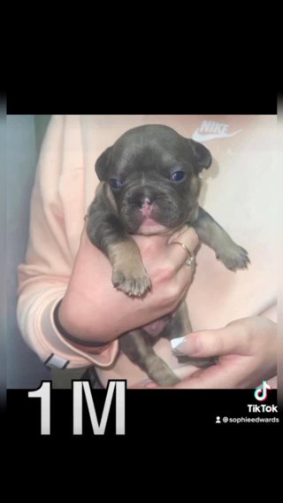 French Bulldogs