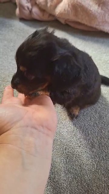 beautiful dachshund pups