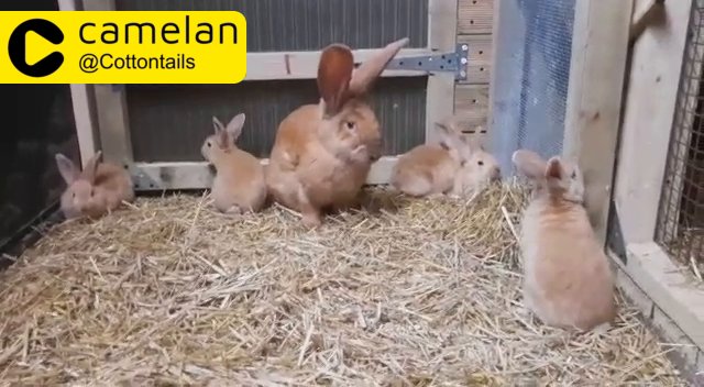 Pure Conti Giant kits vaccinated