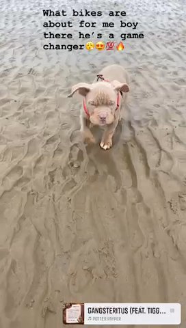 Lilac Tri Pocket Bully Male