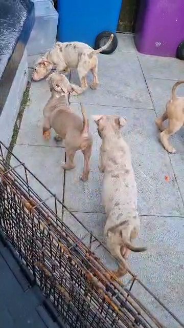 Cardi B X Dice puppies