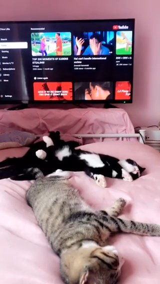 2 Beautiful Black And Black And White Cats For Sale x