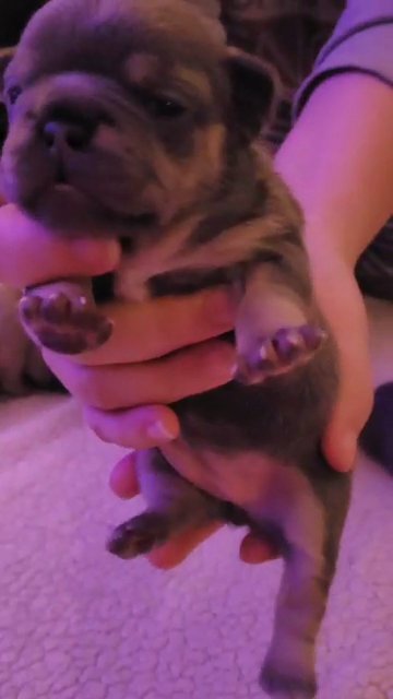 French bulldog puppies