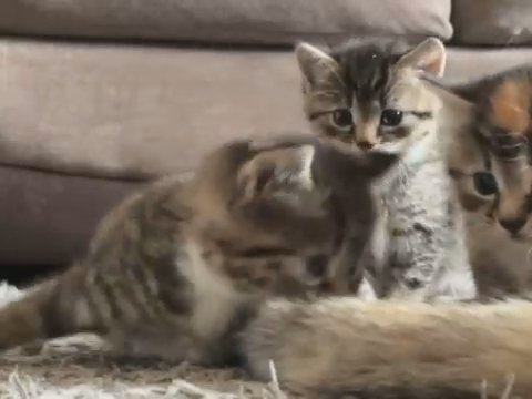 kittens for sale, westsussex