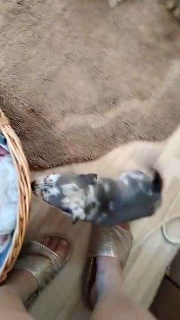 full breed chihuahuas