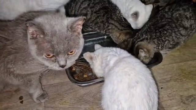Lovely British Shorthair female cat kitten