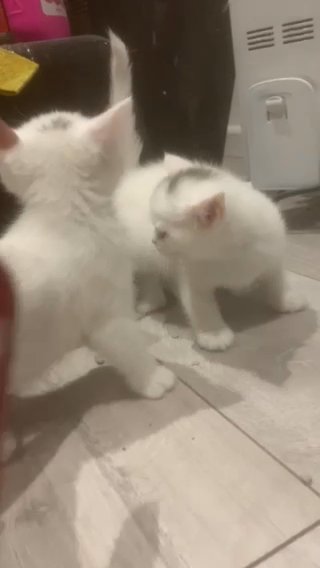 Devon Rex Crossed BSH