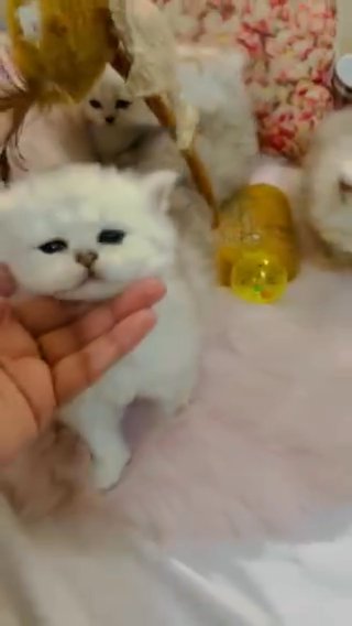 pure chinchilla Persian kittens(only 2left to book)
