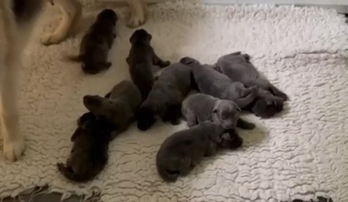 German Shepherd Health Tested