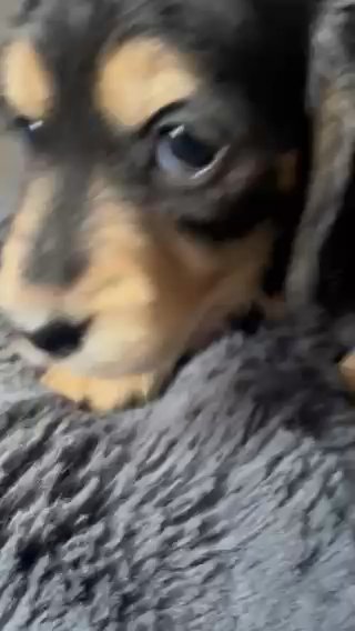 Long Haired Miniature Dachshunds