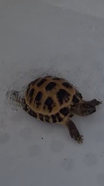 Horsfield Tortoise With 3ft Viv Set Up