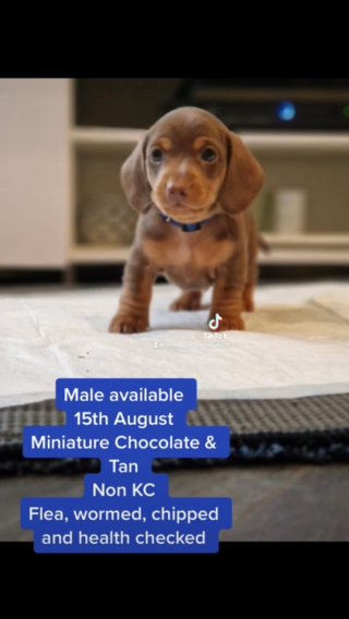 dachshunds puppies