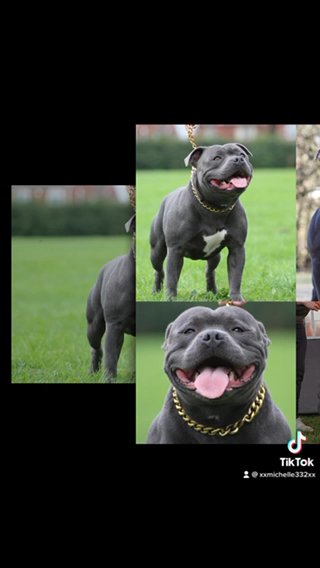 Staffordshire Bull Terrier Stud Blue Regiment  STUD ONLY